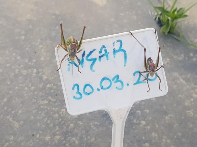 Biber, domates, kavun gibi u an toprakta olan tm mahsulleri yiyerek talan eden ekirgeler, blge iftisini de kayglandrmaya balad