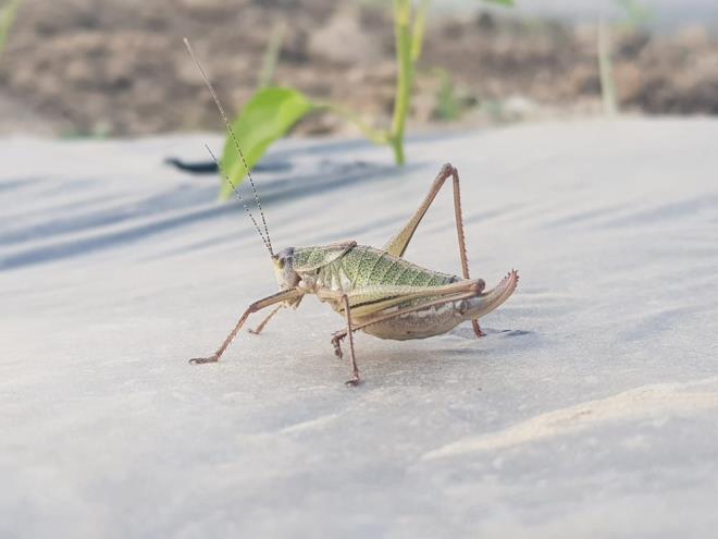 "BLGEDE LALAMA YAPILACAK"<br>  ekirge istilasndan haberdar olduklarn belirten Tire Ziraat Odas Bakan Halil biolu, yapt aklamada nlemlerin hafta bandan itibaren alnacan syledi. le Tarm Mdrl&#8217;nn pazartesi gn zel ila temin edeceini, en ge sal gn ise blgede ilalama almalarnn yaplacan aktaran biolu, aklamasnn devamnda yle konutu:  <br>  "Bu ekirge tr genellikle Gneydou Blgesi'nde grlyordu. Lokal olarak Tire'de de grlmeye balad. Tahminlerimize gre bu ekirgeler henz yumurta aamasndayken Gneydou Blgesi'nden gelen tarm iileri ile birlikte ilemize geldi. Ksa srede buradaki oluumunu tamamlayp bydler. Sal gnnden itibaren le Tarm Mdrl ile birlikte alma balatacaz. lalama yaplan blgeler koruma altna alnacak. la etkisini yitirene kadar bu alanlara koyun, kei gibi hayvanlarn girmesi engellenecek. Temennimiz ksa srede ovamz ekirgelerden arndrmak."