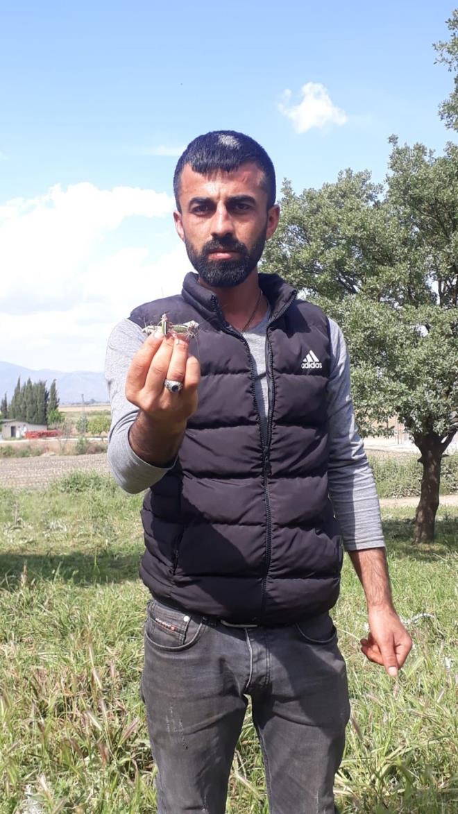 Bar Gl isimli ifti, ekirgelerin havalarn snmasyla birlikte ortaya ktn, yksek tepelere yuvalanp milyonlarcasnn ovaya inerek rnleri talan ettiini syledi.