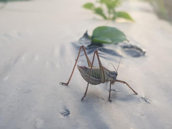 KMYASAL MCADELE YAPILACAK<br>  ekirge trne dair aklama yapan zmir l Tarm ve Orman Mdrl, ekirgelerin komu lkelerde grlen zararl &#8216;l ekirgesi&#8217; trnden deil, &#8216;yeil ekirge&#8217; trnden olduunu bildirdi. Mdrlk tarafndan yaplan aklamada, &#8220;ekirgeler zel mlk olmayan sahalarda ortaya karak, kltr bitkilerine yaylmak suretiyle nemli lde zarar oluturabilmektedir. iftilerin ba, bahe ve tarlalarnda olmayan; hazine arazileri, meralar, ky ortak alanlar sahalarda devlet yardm mcadelesi eklinde mcadele yaplmaktadr. Bu kapsamda l Mdrlmz nclnde Tire le Mdrlmz teknik elemanlar tarafndan, Iklar ve Yenioba Mahallelerinde ekirge bulak alan tespit edilmi ve kimyasal mcadele yapma karar alnmtr. Hava artlar da gz nnde bulundurularak 5 Mays Sal gn sabah saatlerinde ekirgenin grld kylerde kimyasal mcadele yaplacak ve zararlnn nne geilecektir&#8221; ifadeleri kullanld.