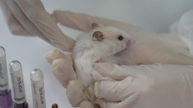 Hong Kong niversitesinden bilim insanlar, maskelerin yeni tip koronavirse (Kovid-19) kar koruyuculuunu analiz etmek iin ilgin bir deney yapt.