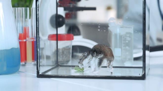 Aratrmaclar, yars Kovid-19&#8217;la enfekte olan dier yars ise salkl bir grup hamster kafeslere yerletirdi. Kafeslerin bir ksm maske malzemesi ile rtld.