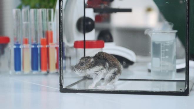 Farkl senaryolardaki virs dalmn inceleyen uzmanlar, hayvanlarn etrafnn tamamen kapand durumlarda virs yaylmnn olduka dtn buldu. Bununla birlikte kafeslerin arasnda Kovid-19&#8217;lu hamsterlarn solunum damlacklarn dierlerine iletmesi amacyla bir fan yerletirildi.