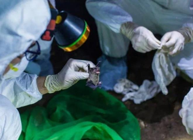 Uzman, Kovid-19’un genetik dizisinin daha �nce �al��t��� herhangi biriyle e�le�medi�i tespit edildi�inde b�y�k bir rahatlama hissetti�ini s�yleyerek, vir�s�n Vuhan’daki laboratuvardan yay�ld���n� iddialar�n� kesin bir dille reddetti.