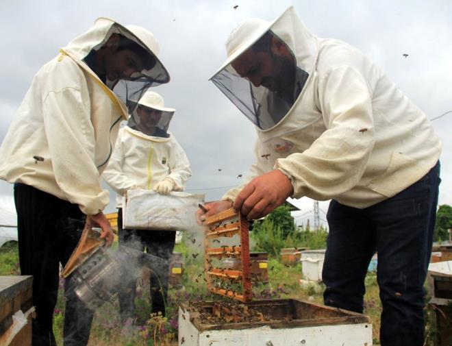 “KORONA S�REC�NDE ARI S�T�NE OLAN �LG� ARTTI”  <br>Vatanda�lar�n corona g�nlerinde ar� s�t�ne olan ilgisinin artt���n� ifade eden Bozkurt, “Ar� s�t�ne talep son y�llarda olduk�a artt�. Hele de bu y�l korona vir�s� nedeniyle talep olduk�a artt�. Uzmanlar ar� s�t�n� kemik geli�imine iyi geldi�ini, h�cre yenileme �zelli�inin oldu�unu, mide a�r�s�na, ast�ma ve bir�ok sa�l�k problemine iyi geldi�ini s�yl�yor. T�rkiye’deki ar� s�t� t�ketiminin y�zde 90’� �in’den, y�zde 10’u ise T�rkiye’den kar��lan�yordu. Vir�s nedeniyle �in’den di�er �lkelere giri� olmuyor. Yerli ar�c�lar�m�z da bu y�l ar� s�t� �retimine daha �ok y�neldiler. Bu y�l ar� s�t� �retimi �nceki y�llara g�re daha fazla olacak. Yeteri miktarda �retebilirsek d�nyaya da ihracat�n� yapabiliriz. Ge�en y�l ben Afganistan’a yar�m kilo ar� s�t� g�nderdim” diye konu�tu.