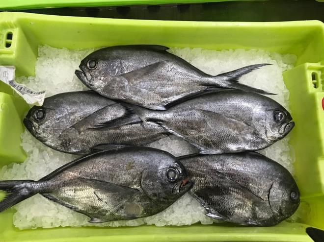 78. PALAMUT  <br>  100 gram�nda 164 kalori bulunuyor.