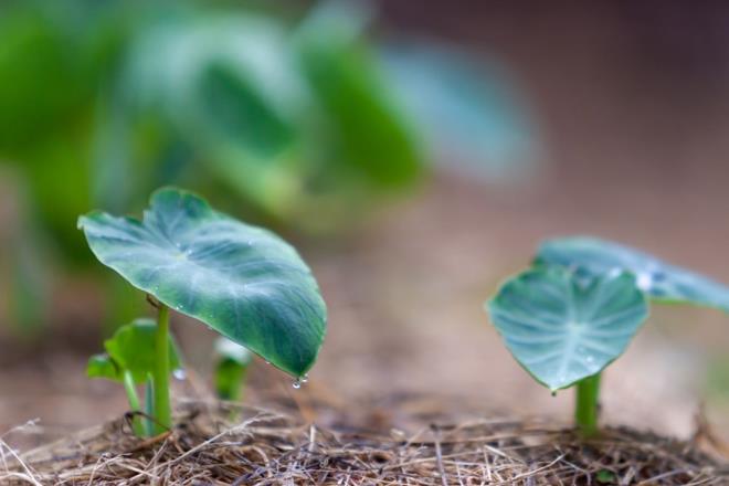 58. TARO YAPRA�I<br>    Protein a��s�ndan zengin ve 100 gram�nda 42 kalori var.