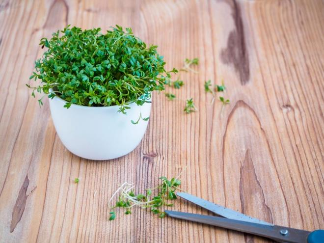 13. SU TERES�    <br>Akan suda yabani bir bitki olarak yeti�en su teresi mineral eksikli�ini tedavi etmek i�in t�ketiliyor. 100 gram�nda 11 kalori var.