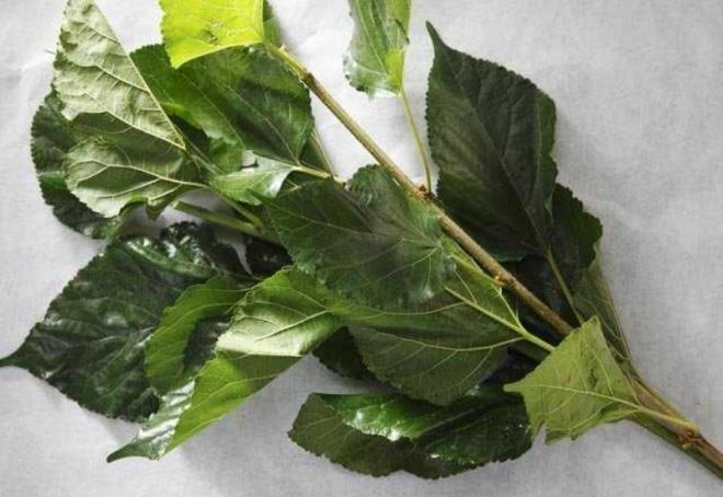 Dut ierisinde yksek oranda demir barndrr. Dut tketmek kanszlk sorununuzun giderilmesine yardmc olacaktr.