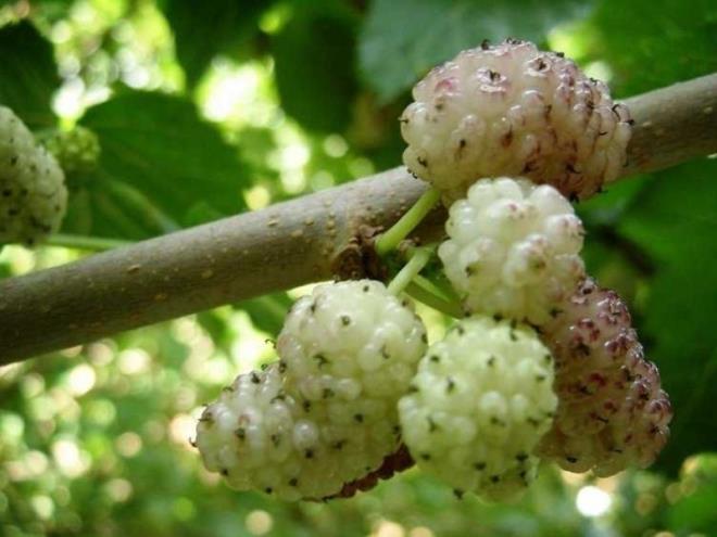 Dut yapra ll miktarda tketildiinde vcuttaki serbest radikallerin gelimesine engel olur. Dut yapranda yer alan antioksidan miktar serbest radikallerin gelimesine engel olur.