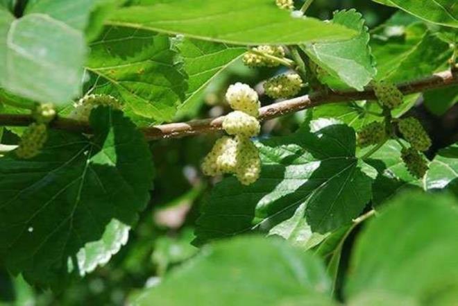 Dut yapra ay nasl yaplr?<br>    Malzemeler<br>    4 adet kurutulmu dut yapra   <br>1 litre su<br>lk olarak suyu bir kabn ierisinde kaynatn. Kaynayan suyun ierisine 4 adet kurutulmu dut yapraklarn ekleyin. Bu ekilde yaklak 2 saat boyunca demlenmesini salayn. Demleme ilemini gerekletirdikten sonra aynz akam ve sabah olmak zere gnde iki bardak tketebilirsiniz. Dut yapra ayn yemeklerden nce imek daha faydal olacaktr.