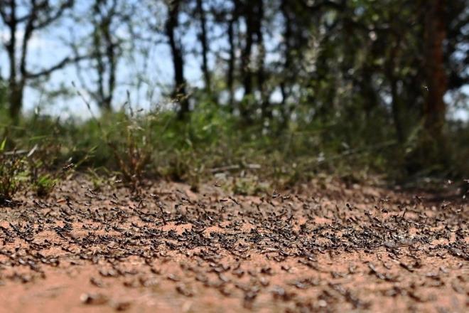 Aylardr Dou Afrika ve Orta Dou lkelerindeki tarlalara zarar veren ekirge srleri, her gn 150 kilometre yol katedebiliyor.