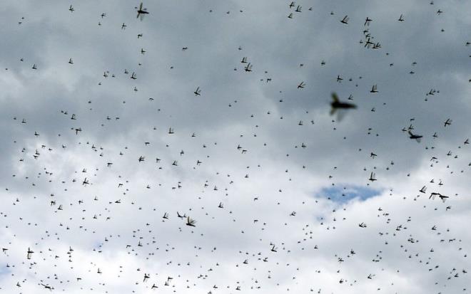 BM Gda ve Tarm rgtnden (FOA) yaplan aklamada, Covid-19&#8217;a ramen blge lkelerinde l ekirgesi istilasna kar ilalama almalarnn srdrld kaydedildi.