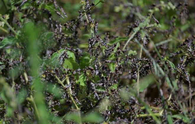 Bir kilometrekarede yer alan 40-80 milyon ekirge, sadece bir gnde 35 bin kiiye yetecek gday tketebiliyor.