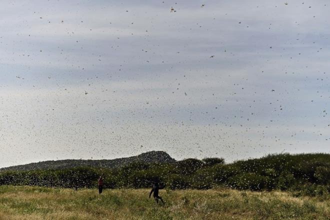 Kontrol almalar hzlandrlmazsa l ekirgesi srlerinin bu yamur dneminde ncekinden 20 kat daha byk olabilecei ifade edildi.