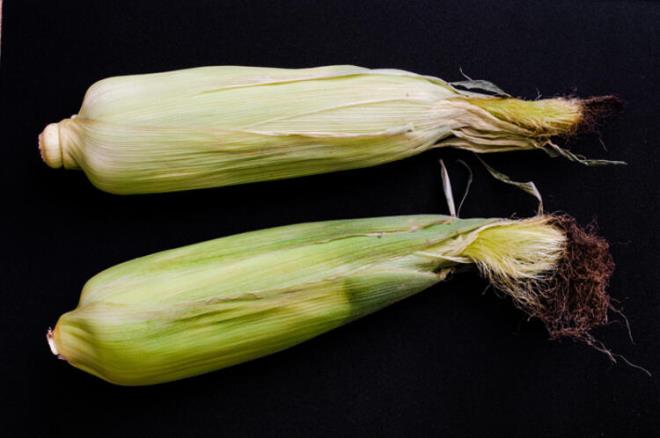 Msr pskl ise tedavide kullanlabilmektedir. Pskln bileiminde karbonhidratlar, potasyum, sodyum ve kalsiyum tuzlar vardr. drar sktrc ve ta drc olarak kullanlrlar.