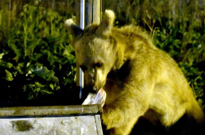 Saram ormanlarna yakn nn Mahallesi'ne gece gelen bozay, sokaklardaki p konteynerlerini devirerek yiyecek arad.