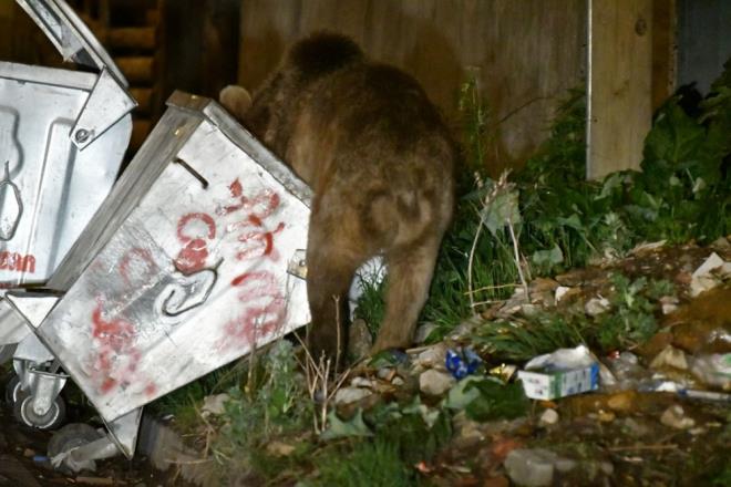 le sakinlerinden Emir Ali Bak, son gnlerde ile merkezinde aylarn ska grldn belirterek, "Aylar son gnlerde sklkla mahalleyi ziyaret ediyor. Tatl bir misafir, bize zarar yok. Mahallemiz ormanlk alan yakn olduu iin herhalde karnn doyurmak iin geliyor" dedi.