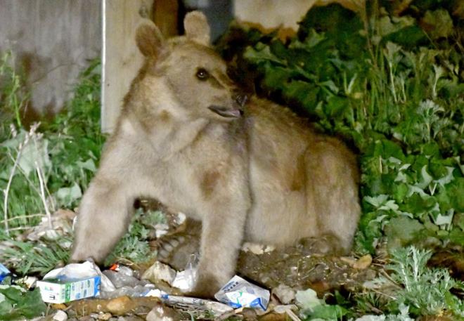 Kars'n Sarkam ilesinde bir boz ay, yiyecek aray iin mahalleye indi.