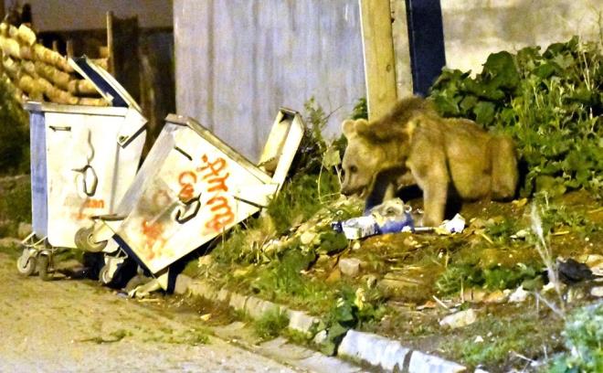 Boz ayy mahallede gren vatandalar, 155 Polis mdat Hatt'n arayarak hayvann mahalleden uzaklatrlmasn istedi.