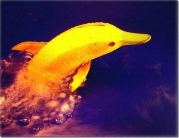 Yarat�c�l�k da s�n�r tan�mayan tasar�mc�lardan farkl� meyve tasar�mlar�...