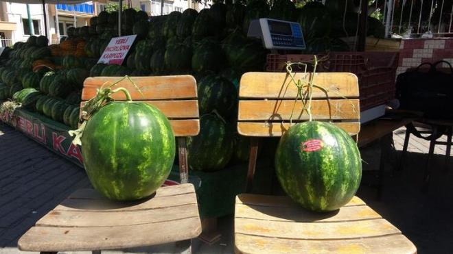 Baz reticiler, yksek verim elde edip, dayankllk salamak iin karpuza kabak as yapyor.