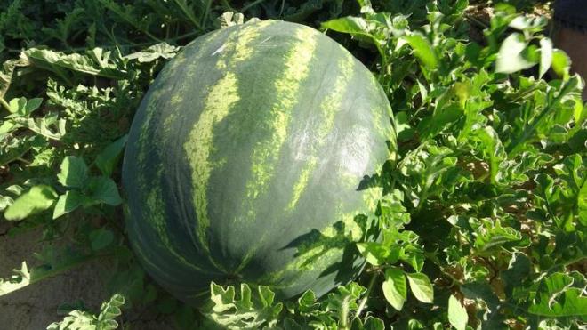 Aydn&#8217;da mart aynda ekilen karpuzlar, hasad yaplarak tezgahlarda yerini ald. Hava scaklklarnn da ykselmesiyle karpuz satlarnda art yaanmaya balad.