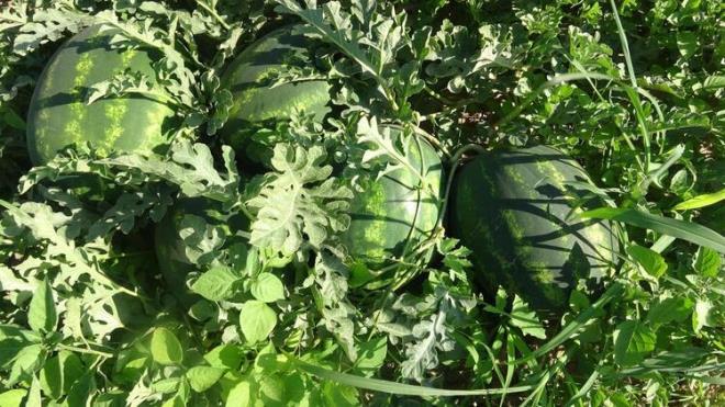 "retici, hastalklara kar daha dayankl olduu, kiloda ar ektii ve daha yksek verim elde ettikleri iin tercih ediyor.&#8221;