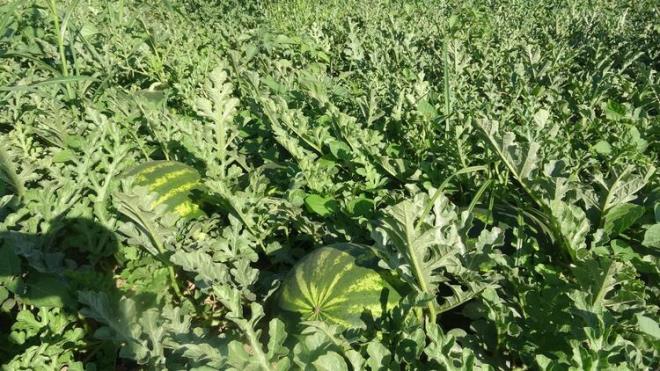 Akar, u an piyasada kabak karpuzun kalitesine gre kilosunun 1 lira ile 1,50 lira, ekirdek karpuzun ise 2 ile 2,5 lira arasnda satldn syledi.