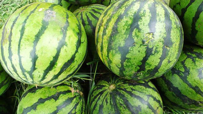 Tm karpuzlarn bir yznde mutlaka byk ve beyaz bir blm vardr. Bu blmler karpuzun topraa dnk ksm olduu iin satn alrken ilk baklmas gereken yer buras. Bu blgesi bembeyaz deil de sarya yakn renkte olan karpuzlar iyi karpuz saylyor.