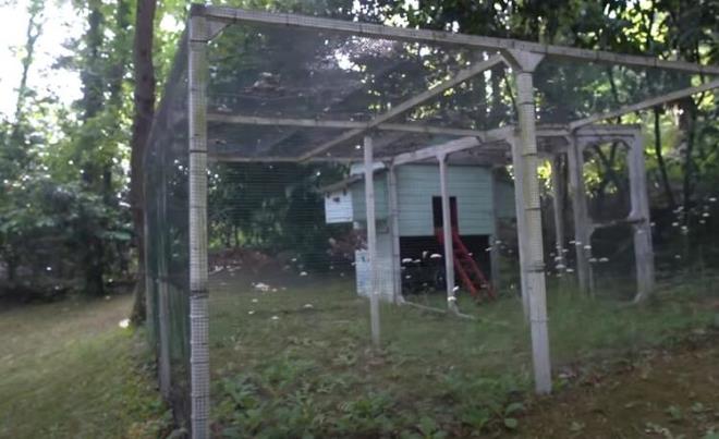 - Bizden nceki ev sahibimiz buraya kmes yapm. Tavuklar varm. Biz de alacaz. Yaknda 'organik yumurtalar nasl topluyorum' videosu ekeceim. Umarm bir de minik kpeimiz olacak.