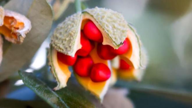 Parlak bir kabua sahipti ve yzde 36's ekirdeini, yzde 64' ise yenilebilir ksmn oluturuyordu. Boyutlar kk olduu iin az etliydi. inliler tarafndan evcilletirilen ve gnmze kadar gelen eftalilerin boyutu 64 kat bytlm ve yenilebilir ksm yzde 90'lara karlm.