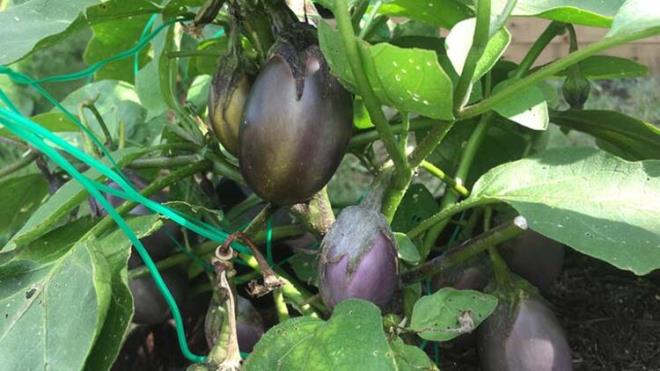 u anki haline gelebilmesi iin ise ok fazla zaman ve aba harcanm durumda. Yabani patlcanlara gregnmz patlcanlar daha lezzetli ve daha yenilebilir bir hale getirilmi.