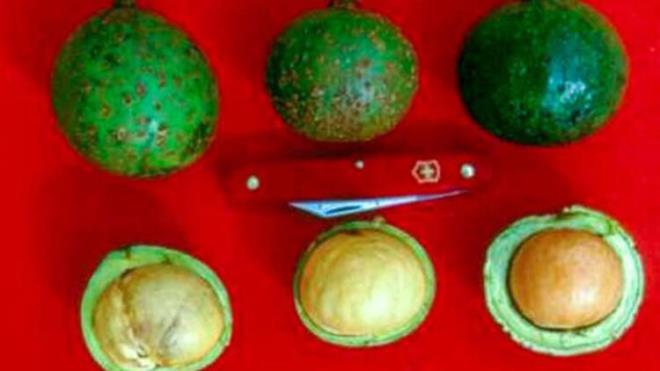 Avokado, M. 3000 ylnda Aztekler tarafndan evcilletirildi. Aztekler bu meyveye 'orman ya' diyorlard. Balangta sadece ezip, kumla kartrarak ila olarak kullanlyordu.