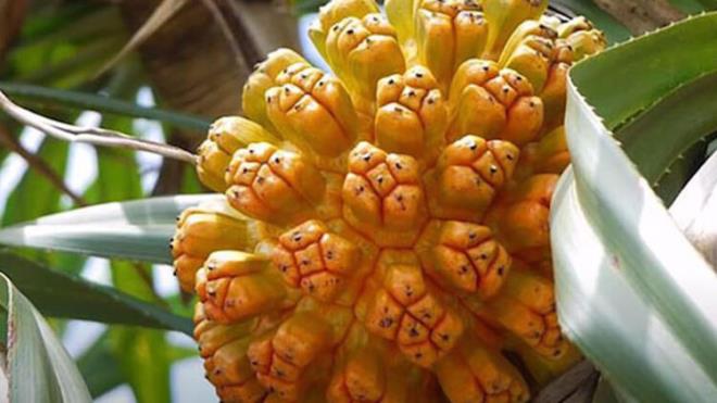 Ananas'n anavatan Gney Amerika olarak biliniyor. Vahi ananasn daha taneli, daha az sulu ve tohumlu olduu syleniyor. Bu ananas tr Gney Afrika'da hala yetitiriliyor. Evcilleirilmesiyle birlikte tropikal blgelerde zamanla ticari bir rn haline geliyor.