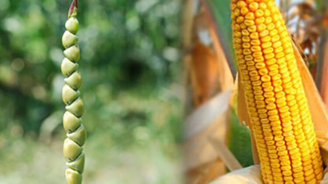 Yine ilk msr M. 7000 ylnda insanlar tarafndan yetitirilmeye balanyor. Besinler arasnda en byk deiiklii msr yaam. Gnmzdeki msr gibi sar taneleri ve psklleri yoktu. Sulu sulu yediimiz msr o zamanlar patates gibi kuru bir yapya sahipti