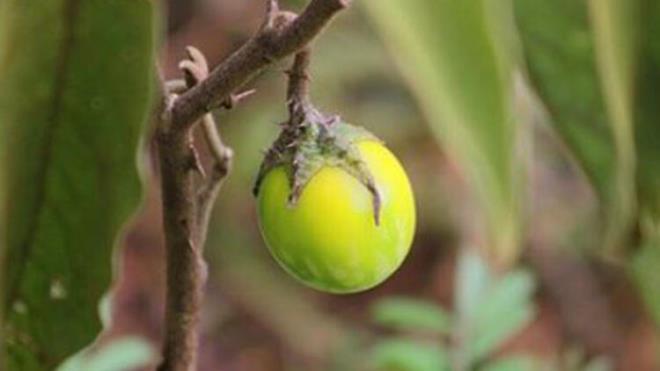 lk patlcanlar in'de yetitirildi ve gnmzdeki modern olanlardan ok farkl grnyordu. Sap ksmnda dikenleri vard. Ayrca ksa ve tombul bir yapya sahipti. Baz kaynaklarda rengi sar veya mavi olarak belirtiliyor.