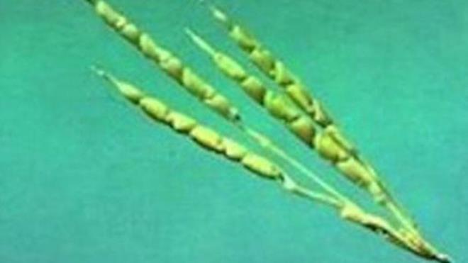 Anavatan Gney Amerika&#8217;dr. Oradan denizciler tarafndan Avrupa, Afrika, in ile Hindistan&#8217;a getirilmi ve daha sonra tm dnyaya yaylmtr. Baz kaynaklara gre ise Kaif Kristof Kolomb'un Amerika'y kefetmesi sonras dnyaya yayld syleniyor. Bugnk msrn 9000 yl nceki atalarndan bin kat daha byk olduu bildiriliyor.