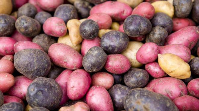 Gnmzde ise 120'ye yakn eidi hala retiliyor. Modern patatesleri incelediimiz de ise sadece sar renge dntklerini ve boyutlarnn bydn gryoruz.