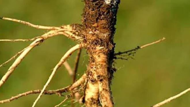 Gnmzdeki havular turuncu renkli, sulu ve tr. Ancak 10. yzylda Suriye blgesinde yetitii sylenenbu havularn genetii insanlar tarafndan byk deiime uruyor. Aa kkn andran havularn ac bir tad vard.