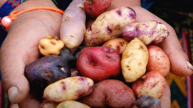 Patates, dnya tarihini deitiren bitkiler arasnda yerini alm durumda. ok kapsaml bir gemii olan patates bugnk Orta Amerika'dan Gneye doru gidenbir yolculuu sahip. Patatesin 200'e yakn tr olduu syleniyor.