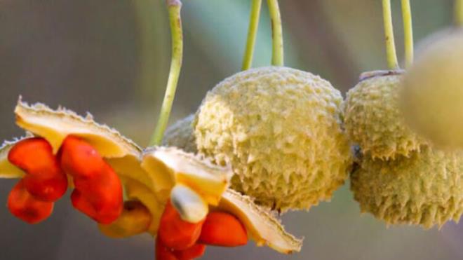 eftali in'de ilk kez M. 4000'lere dayanyor. u an yediimiz sulu, yumuak ve tyl halinden eser yok. Genetii deitirilmeden nce kzlca ve erie benzemesiyle ok dikkat ekiyordu. Bu meyvenin tatl, tuzlu ve biraz eki tad vard.