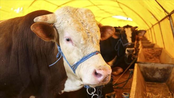 <p>Diyanet leri Bakanltarafndan hazrlanan2020 Yl Kurban Hizmetlerinin Uygulanmasna Dair Tebli, Resmi Gazete'de yaymlanarak yrrle girdi.</p>  <p>Buna gre, illerde vali veya grevlendirecei bir vali yardmcsnn, ilelerde ise kaymakamn bakanlnda, mftlk, il veya ile salk mdrl, il veya ile tarm ve orman mdrl, evre ve ehircilik il mdrl, belediye ve Trkiye Diyanet Vakf temsilcisinden oluan Kurban Hizmetleri Komisyonu kurulacak.</p>  <p>ehirlerde ihtiyac karlayacak sayda ve kapasitede, kurban sat ve kesim yerleri ile adaklk kesim yerleri tesis edilecek. Halk eitim merkezlerinde 20 saatlik "Kurban Kesim Eleman" kursu dzenlenecek.</p>  <p>Kurban sat yerleri stanbul'da bayramdan 15 gn, dier illerde ise 1 ay nce hazr hale getirilecek ve bu tarihten nce kurbanlk hayvan giriine izin verilmeyecek. stanbul'a kurbanlk hayvan girileri 16 Temmuz'dan itibaren balayacak.</p>