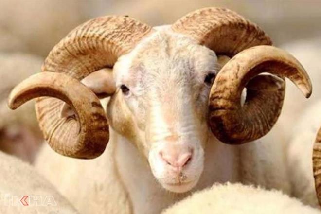 <p>zel mlk veya bahesinde kurban keseceklere uyarlar</p>  <p>Cadde, sokak ve park gibi kamusal alanlarda kurbanlk hayvan kesimleri yaplamayacak. Kesim yerleri, resmi ve belediye veteriner hekimleri, belediye zabta ekipleri ile din grevlileri i birliinde etkin olarak denetlenip kontrol edilecek.</p>  <p>Etraf kapatlm zel mlk veya bahesinde kurban kesecekler iin ise u uyarlarda bulunuldu:</p>  <p>''Kesim yeri beton, beton asfalt ve benzeri szdrmaz malzemeden olur, kan kann topraa dalmasn nlemek zere hemen toprakla kapatlr, gerektiinde kirelenir. Kurbandan kan, kullanlmayacak olan ikembe ve dier benzeri atklar szdrmaz, dayankl, yksek younluklu polietilen siyah torbalara 2/3 orannda konulur, gerektiinde ikinci torba kullanlr, az iyice kapatlp balanr ve Kurban Bayram sresince dzenli olarak hizmet verecek olan belediye temizlik ekiplerine teslim edilir. Kesim sonunda kesim mahalli kanl ve kirlenmi bir durumda braklmaz, kan izi kalmayacak ekilde temizlenir, gerektiinde kirelenir. Kurban derilerinin tanmas esnasnda kan szmalarna ve evre kirliliine neden olunmamas ynnde tedbir alnr.''</p>