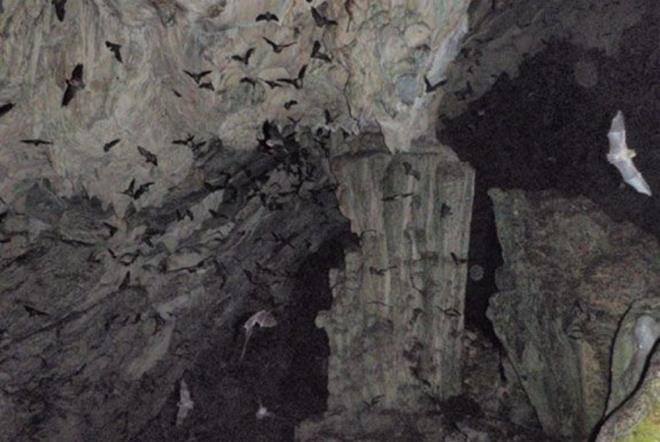 u anda terk edilmi halde bulunan ve yarasalarn yuvas olan madenden alnan rnekler tekrar incelendi.