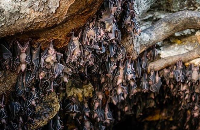 3  TANIMLANAMAYAN BR VRS YZNDEN LD  <br>  Yemni tip corona virse (Covid-19) genetik olarak bilinen en yakn corona virs olan RaBtCoV / 4991 adl virs, 2013 ylnda inli bilim adamlar tarafndan terk edilmi bir bakr madeninde kefedildi ve 2012'de 6 iinin zatrre olmasna ve 3 iinin hayatn kaybetmesine neden oldu.