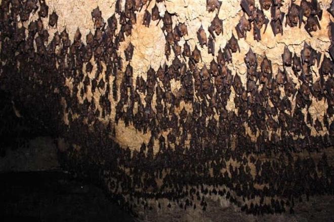 GENETK OLARAK CORONA VRSE YZDE 96,2 ORANINDA BENZYOR    <br>ngiliz aratrmaclar tarafndan yaplan almada ise, 2013 ylnda RaBtCoV / 4991 olarak adlandrlan virsn, imdi Covid-19'a neden olan SARS-Cov-2'ye genetik olarak yzde 96,2 orannda benzedii grld.<br>    Covid-19'a ok benzer bir vrsn Mojiang'daki yarasalarda dolat kefi salgna neden olan yeni tip corona virsn kayna hakknda phe uyandrd.  <br>  Hayvan hastalklar uzman Dr. Peter Daszak, The Sunday Times'a yapt aklamada, &#8220;Salgn Wuhan&#8217;daki pazarda ortaya kmad. Zaten Mojiang krsalndaki madenin etrafnda 7 yldr bulunuyordu. Sonrasnda 11 milyon nfuslu Wuhan'a ulat ve mutasyona urayarak salgna neden oldu&#8221; ifadelerini kullanld.