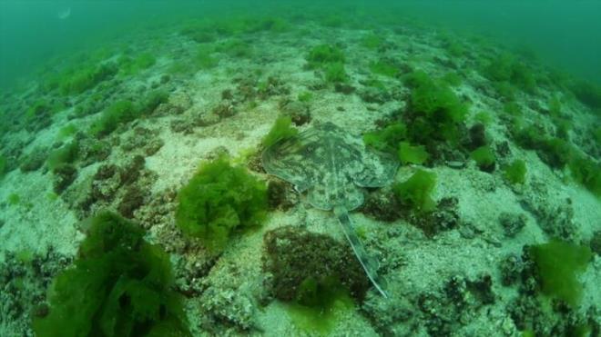 Haritada stanbul'a en yakn ve en kk adann neresi olduu sorgulandnda cevap yine Vordonisi oluyor. Kayp aday yakn tarihte ortaya karan isimse Bykadal Dr. Akilla Millas. talya Salerno niversitesi Ortaa Latin Aratrmalar Blm retim yesi Alessandra Ricciyse, Satyros Manastr'n aratrrken manastrn ikizinin Vordonisi adasnda olduunu ortaya kard.