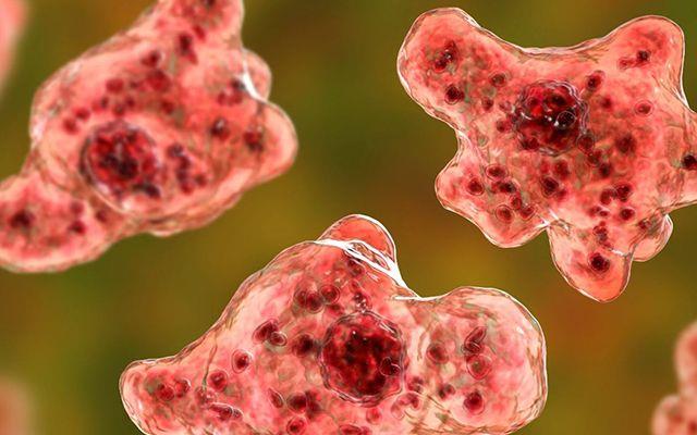 Yetkililer, Hillsborough blgesinde bir kiinin 'Naegleria Fowleri' adl tek hcreli organizmaya maruz kaldn aklad.