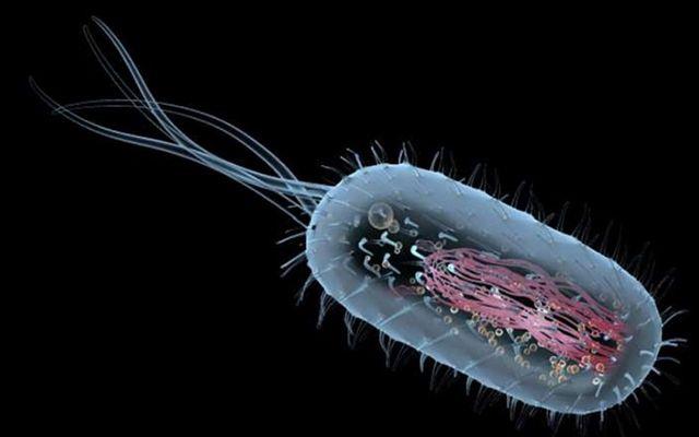 Hastann durumu ve canlya nasl maruz kald ise aklanmad.